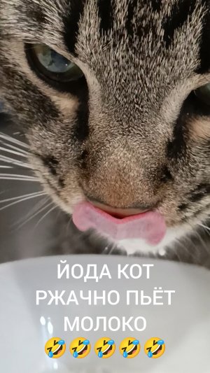 Йода кот ржачно пьёт молоко😹