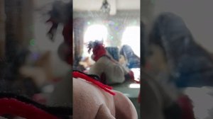 Влог с басиками они фегеют