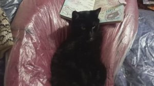 Обзор моих КОТИКОВ
