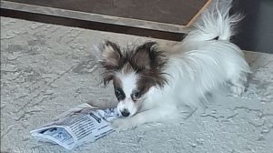 Говорю о Джесе