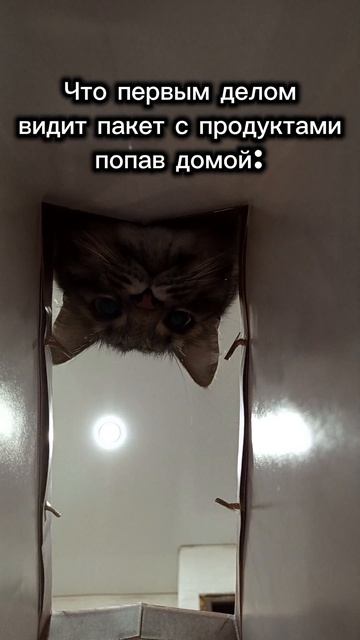 Тимка #кот #смешныекоты