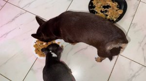 Хвостикам пришло время плотно подкрепиться.