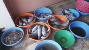 8. ГОА! Направили на УЗИ. Рыбный рынок. Кингфишера нет!