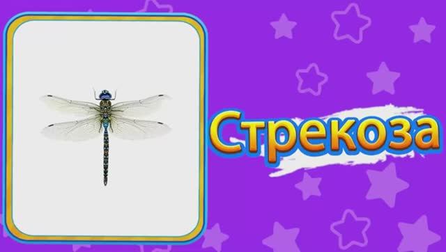 НАСЕКОМЫЕ Изучаем Названия Насекомых Insects for Kids