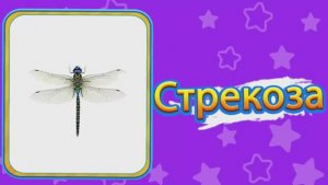НАСЕКОМЫЕ Изучаем Названия Насекомых Insects for Kids