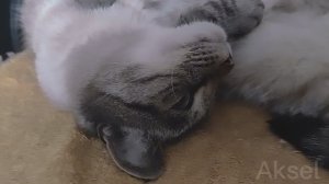 😼🔥Я — Аксель, и я покажу вам, как надо жить по‑кошачьи😻❤💗