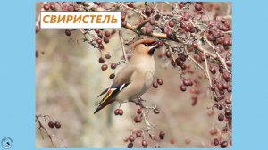 Свиристели весной возвращаются домой, март 2026