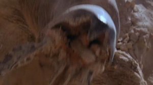 5413.mp4грабойд бомбордило крокодило?