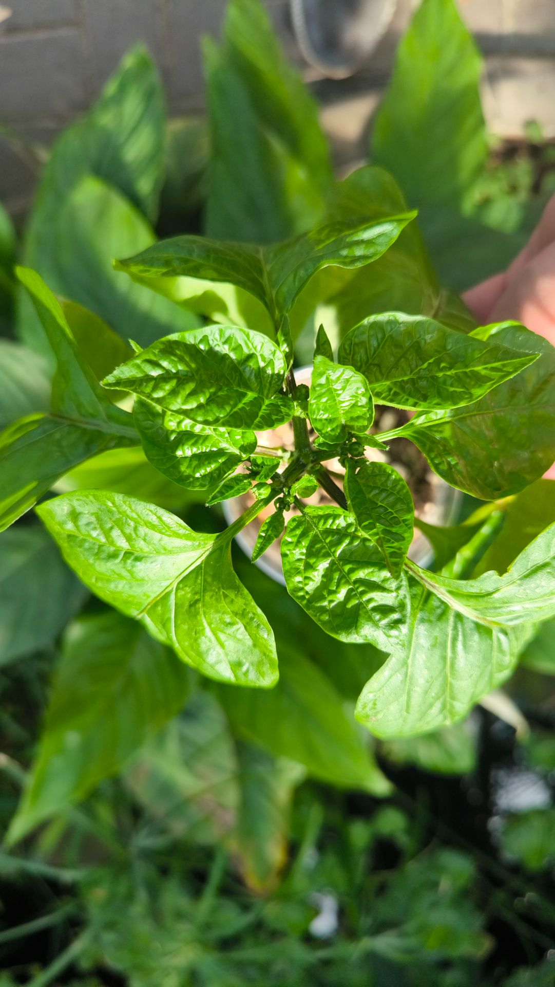 Больше не покупаю химию! Одно средство для всех растений. Топ-1: чем заменить все обработки за сезон
