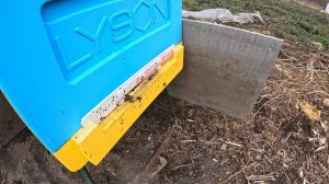 Пчёлы 2026-04-03 - часть 23