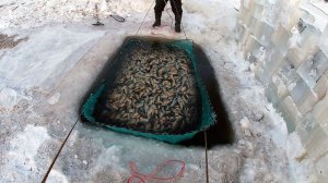 РЫБАЛКА НА ПАУК. УЛОВ НА СОТНИ КГ ЭТО САМАЯ ЛУЧШАЯ РЫБАЛКА В МИРЕ ОНЛАЙН RUTUBE РУССКАЯ РЫБАЛКА 2026