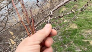 Высадка томатов в теплицу ,  и все про сад и про жизнь в нем !