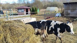 А вот и я. И бычки тоже.