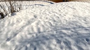 Весеннее пробуждение