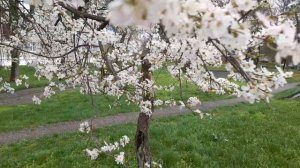 Это к праздничному дню моим зрителям!   04.04.2026