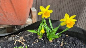 Гуляем, правда после дождика хвостики не очень хотят лапки мочить.