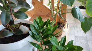 Зацвели первоцветы!!! Немного о моих комнатных растениях! Ободок!