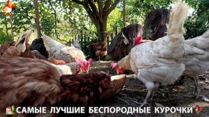 Забавные курочки несушки на сельском подворье 🤗😂😜 (131)