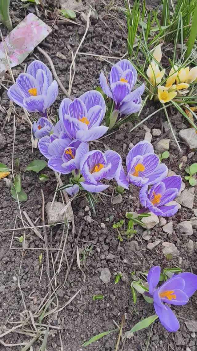 Крокусы в марте #весна #цветы #первоцветы #сад