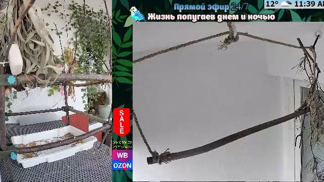 Волнистые попугаи 🦜🦜🦜 | авиарий на балконе📍