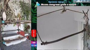 Волнистые попугаи 🦜🦜🦜 | авиарий на балконе📍