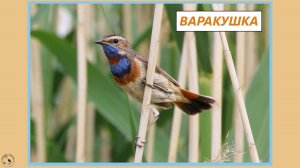 Варакушка поёт почти как соловей. А грудка какая красивая!