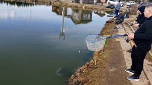 поимки форели продолжаются