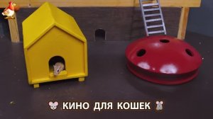 Видео для кошек про крысок развлекать питомцев 🐭🐀😂 (494)