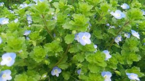 Веро́ника перси́дская — однолетнее или двулетнее травянистое растение