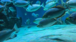 Красивые рыбки. Сиган яванский. Рыба-наполеон, или губан Маори. Кошачья акула. Рыбы. Москвариум 2026