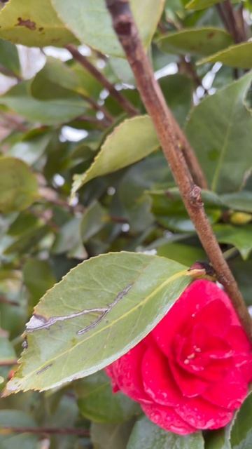 Камелия японская в полном роспуске. Мой сад в середине весны, как прекрасен этот миг