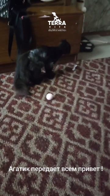 привет от Агата