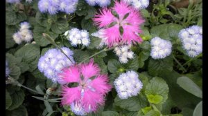 А. Куприн. Часть 2. Гранатовый браслет