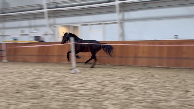 Напрыгивание на свободе!