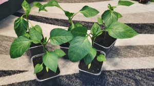 Упахались в хлам а завтра продолжение банкета! Пересаживаю перцы и баклажаны.