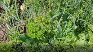 Зеленая грядка с постоянными жителями