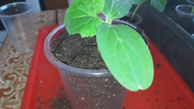 Перевалка рассады огурцов рассада огурцы рассадаогурцов пикировкарассады пикировкаогурцов