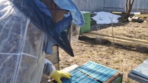 Спасти горсть пчёл и матку.