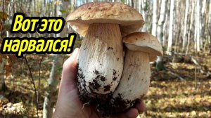 Вырастил белые грибы на своём огороде Рассказываю как