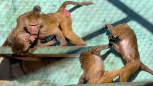 Как Степан УХАЖИВАЕТ за Люсей! Это надо видеть! Я тебя за шейку КУСЬ! Люся ПОЗВОЛЯЕТ себя любить!