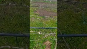 3 апреля Зацвёл абрикос и миндаль.