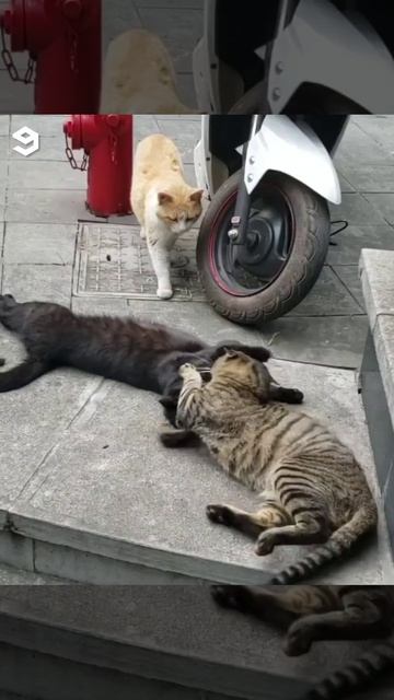 Котоизмена 🙀