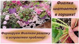 Фиалка шатается в горшке! Формируем Фиалкам розетку и исправляем проблему!