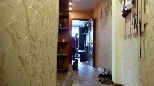 Собираюсь на дачу/Маська просится гулять/Мяуканье кошки/Жизнь в провинции/Россия 🇷🇺