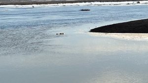 Половодье, поселок Александровский (31 марта 2026)