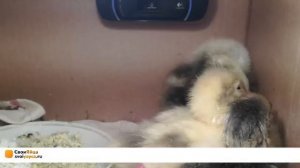 Курятник On-Line