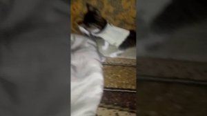 Кот кузя песня зелёные глазки💚