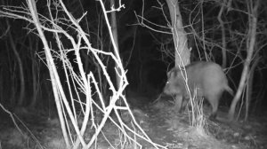 Кабаны видео фото ловушки