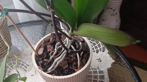 Мои орхидеи. Что я делаю? И как?