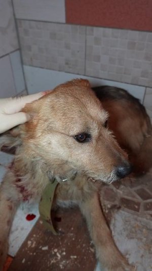 Мишка‑механик: пёс с автосервиса лечится и ждёт выздоровления!